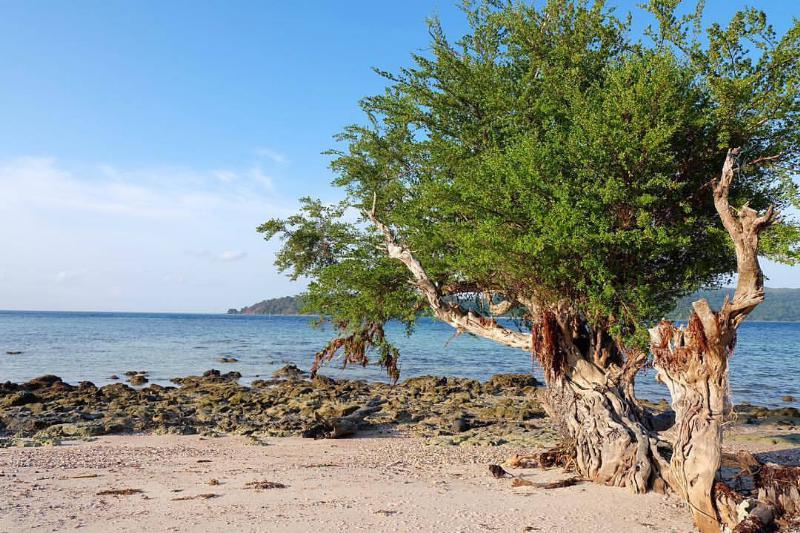 An Indonesian Ironwood Stigi tree growing on the outline of a coast.